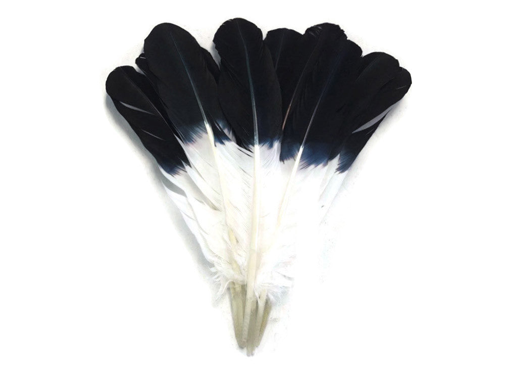 6 Pieces - Black Tipped "Imitation Eagle" Turkey Tom Rounds Secondary Wing Quill Feathers