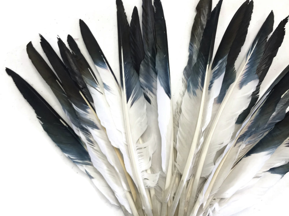 1/4 lbs. - Black Tipped Duck Pointer Primary Wing Wholesale Feathers (Bulk)