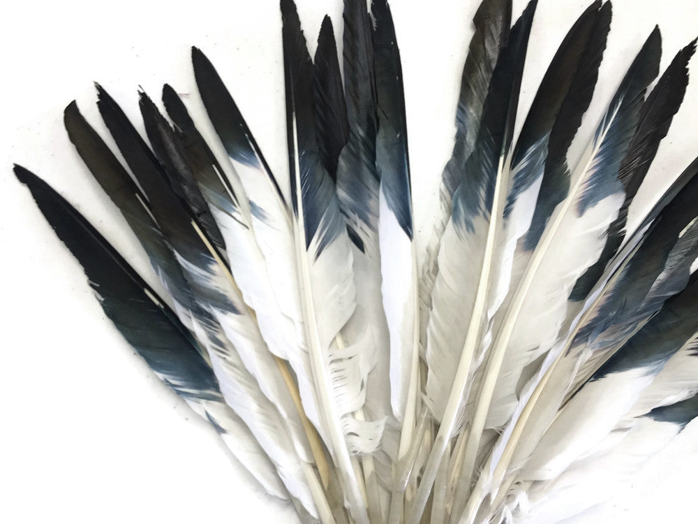 1/4 Lbs - Black Tipped Duck Pointer Primary Wing Wholesale Feathers (Bulk)