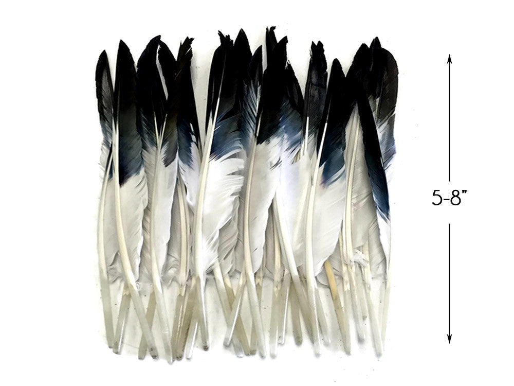 1/4 Lbs - Black Tipped Duck Pointer Primary Wing Wholesale Feathers (Bulk)