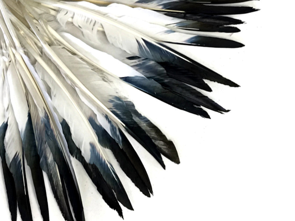 1/4 Lbs - Black Tipped Duck Pointer Primary Wing Wholesale Feathers (Bulk)