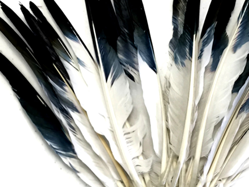 1/4 lbs. - Black Tipped Duck Pointer Primary Wing Wholesale Feathers (Bulk)
