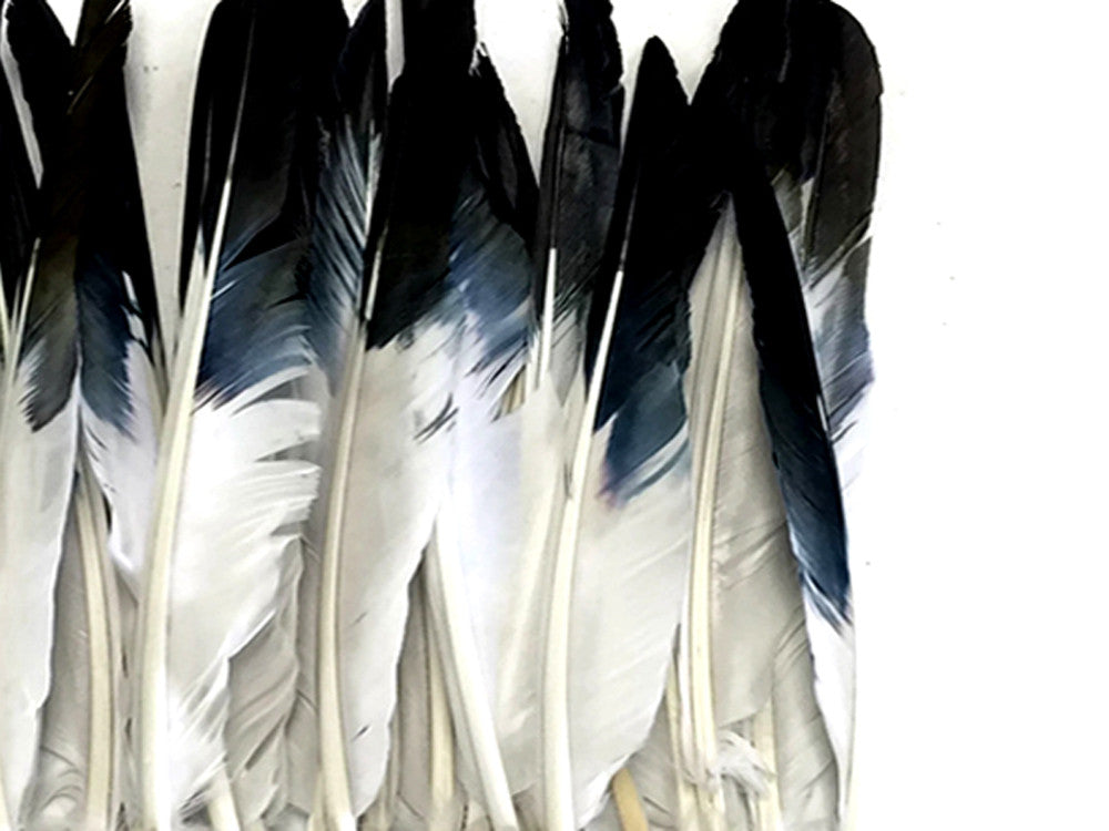 1/4 Lbs - Black Tipped Duck Pointer Primary Wing Wholesale Feathers (Bulk)