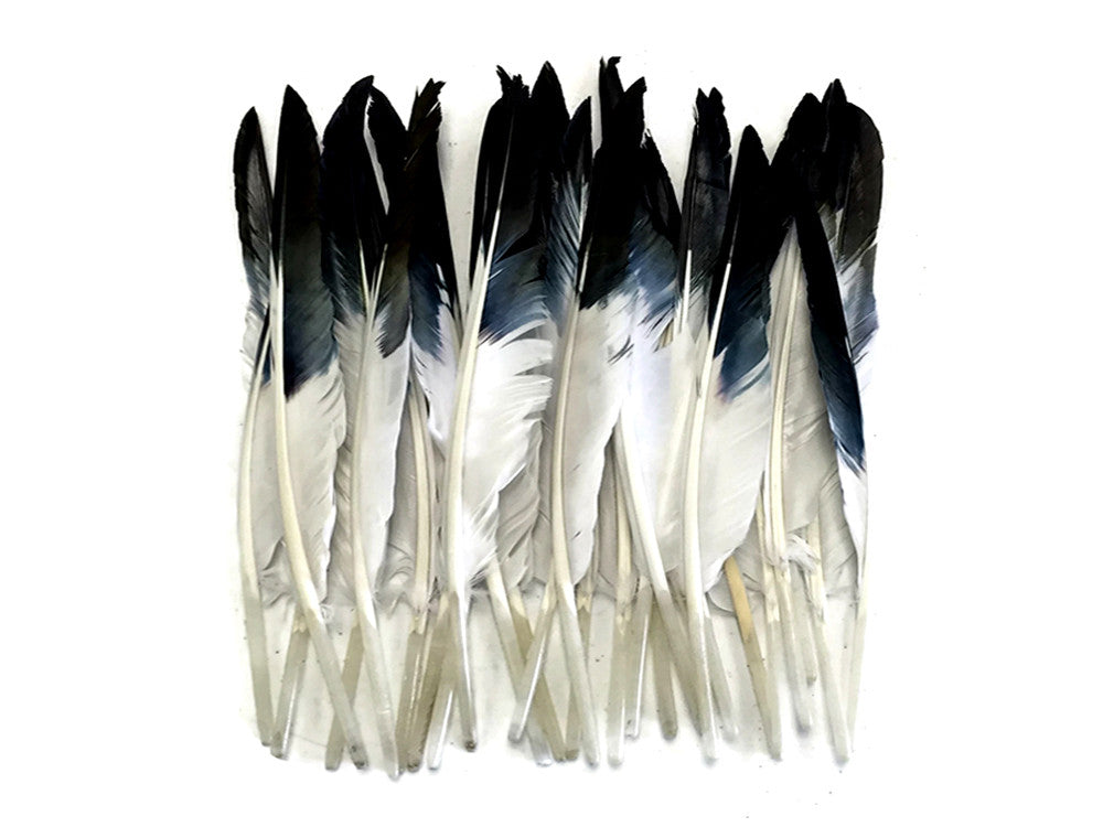 1 Pack - Black Tipped Duck Primary Wing Pointer Feathers 0.50 Oz.