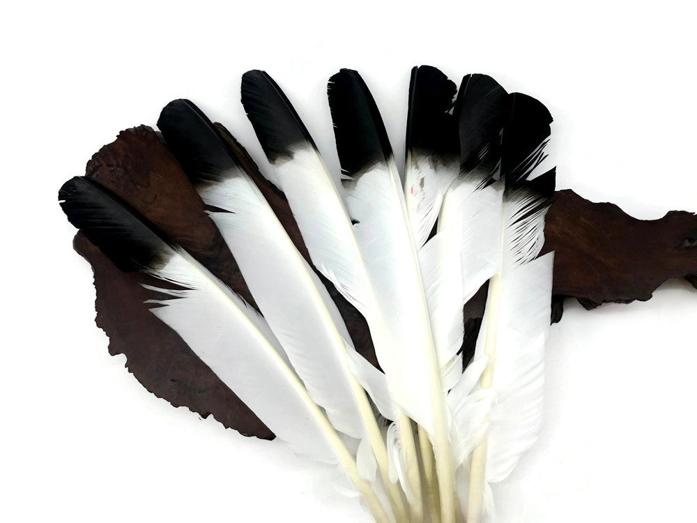 1/4 Lb - Black Tipped Turkey Pointers 'Imitation Eagle' Wing Wholesale Feathers (Bulk)