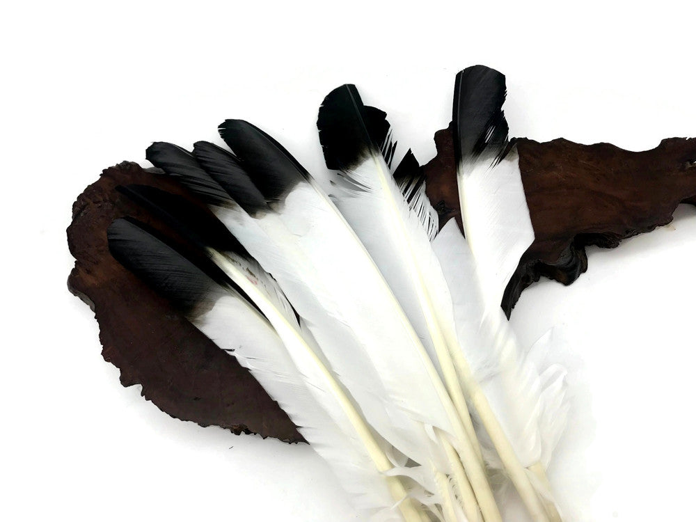 6 Pieces - Black Tipped Turkey Pointers 'Imitation Eagle' Wing Large Feathers