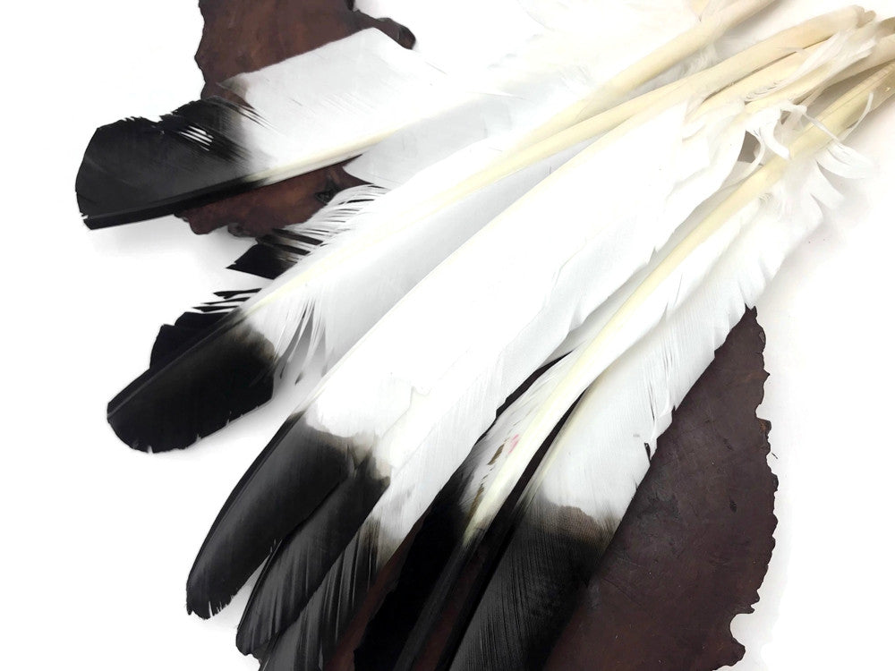 6 Pieces - Black Tipped Turkey Pointers 'Imitation Eagle' Wing Large Feathers