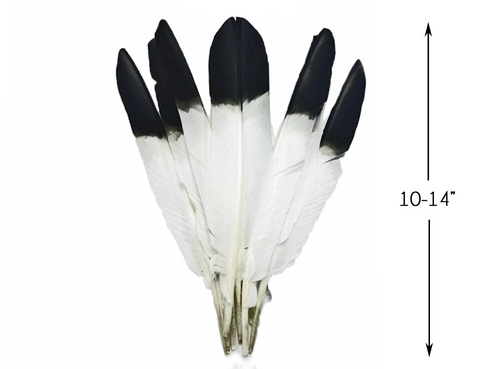 6 Pieces - Black Tipped Turkey Pointers 'Imitation Eagle' Wing Large Feathers