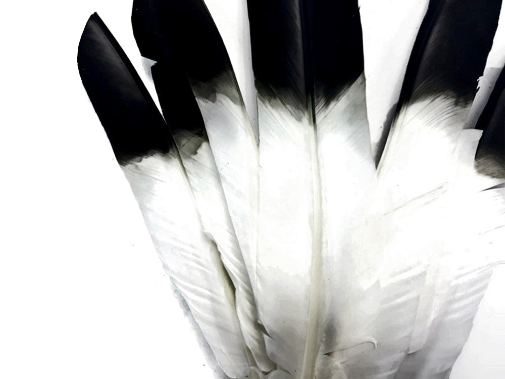 1/4 Lb - Black Tipped Turkey Pointers 'Imitation Eagle' Wing Wholesale Feathers (Bulk)