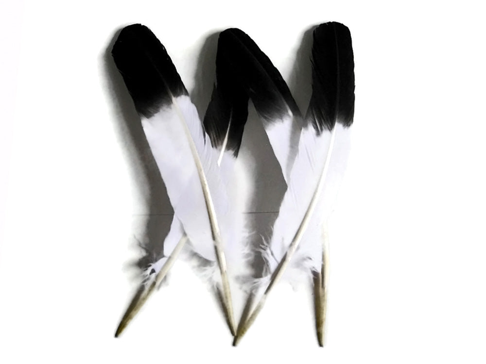 6 Pieces - Black Tipped "Imitation Eagle" Turkey Tom Rounds Secondary Wing Quill Feathers