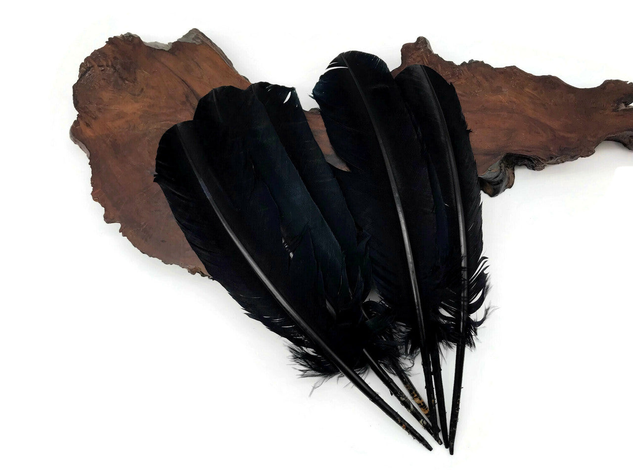 1 Lb. - Black Turkey Tom Rounds Secondary Wing Quill Wholesale Feathers (Bulk)