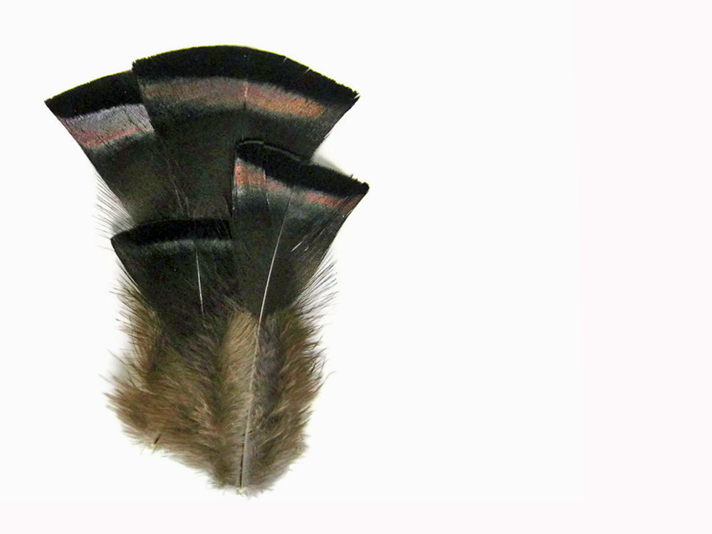 20 Pieces- Natural Black Bronze Wild Merriam Turkey Flats Plumage Feathers