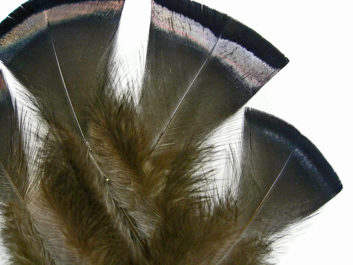 20 Pieces- Natural Black Bronze Wild Merriam Turkey Flats Plumage Feathers