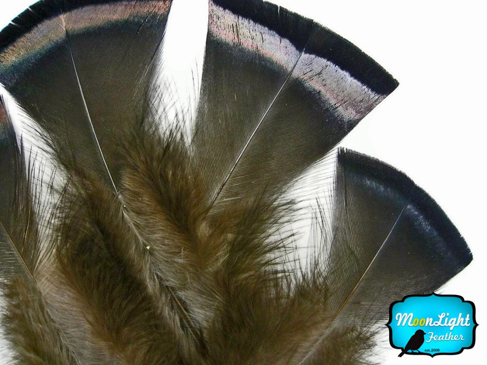 20 Pieces- Bronze Black Wild Turkey Flats Feathers