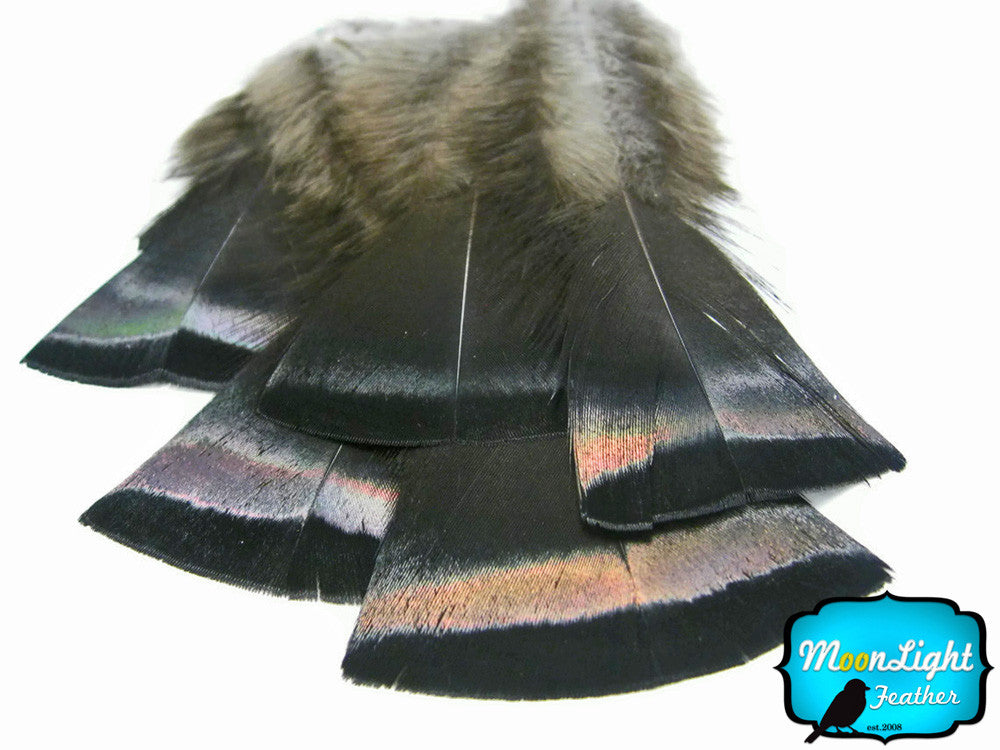 20 Pieces- Bronze Black Wild Turkey Flats Feathers