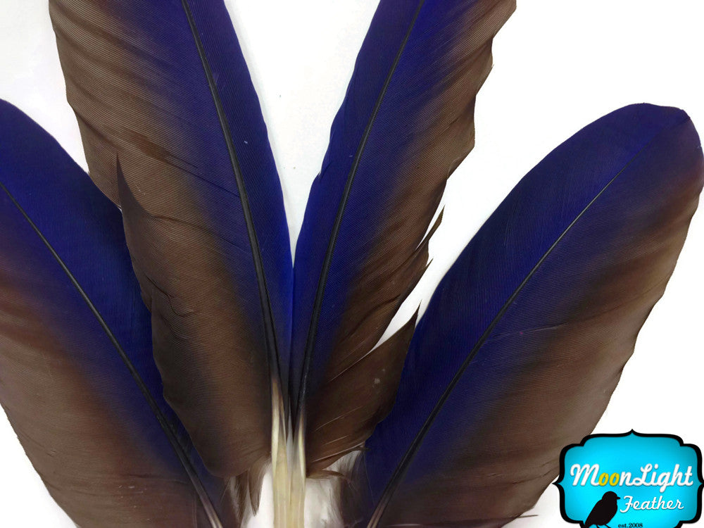 4 Pieces - Iridescent Blue Hyacinth Macaw Wing Feather -Rare-