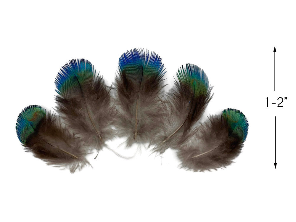 5 Pieces - Ombre Blue Green Peacock Plumage Loose Feather - Rare -