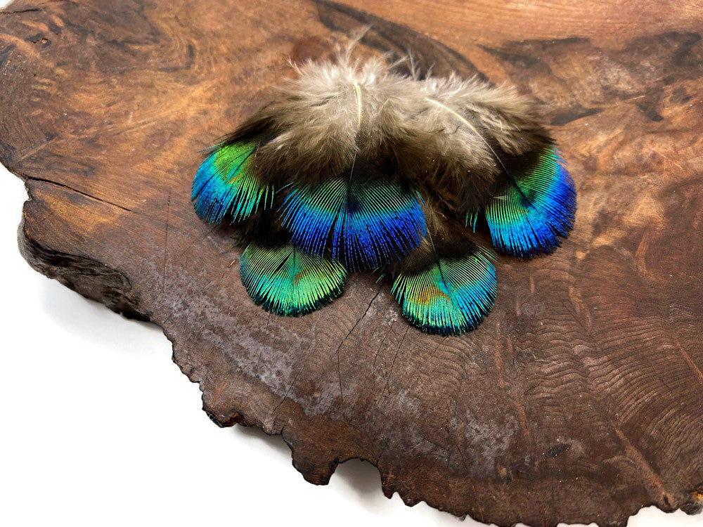 5 Pieces - Ombre Blue Green Peacock Plumage Loose Feather - Rare -