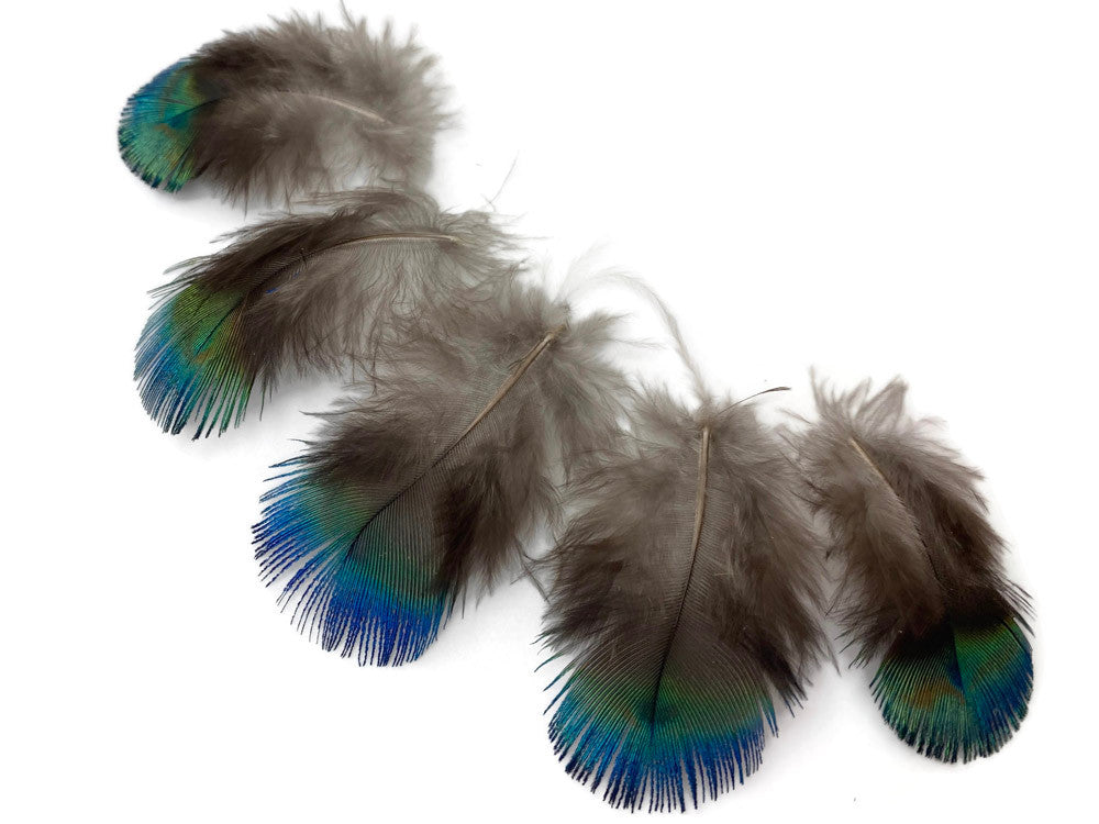 5 Pieces - Ombre Blue Green Peacock Plumage Loose Feather - Rare -