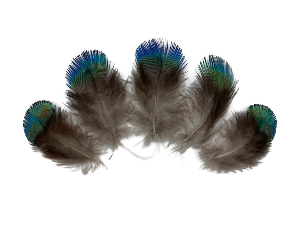 5 Pieces - Ombre Blue Green Peacock Plumage Loose Feather - Rare -