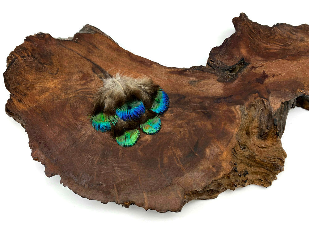 5 Pieces - Ombre Blue Green Peacock Plumage Loose Feather - Rare -