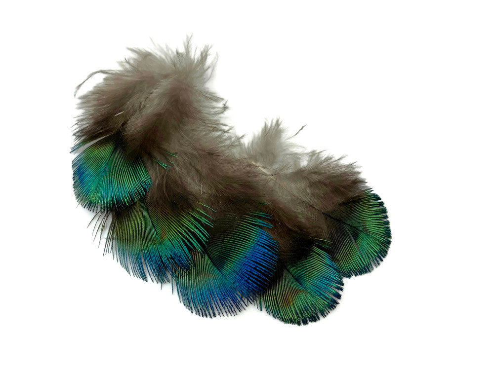 5 Pieces - Ombre Blue Green Peacock Plumage Loose Feather - Rare -