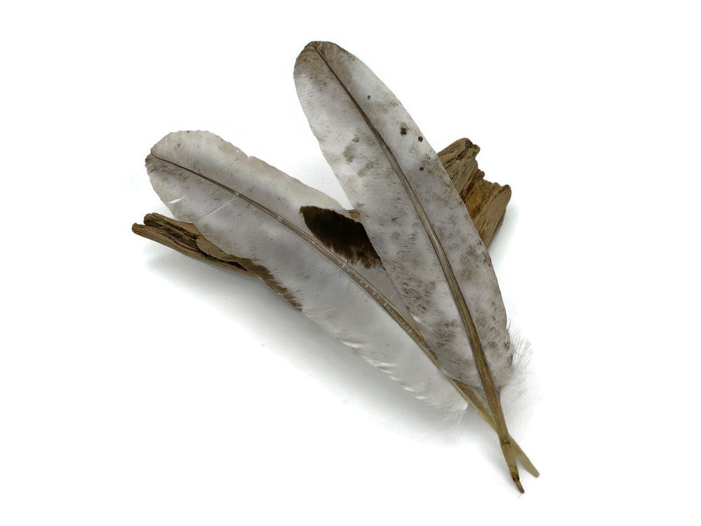 50 Pieces - Slate Gray Wild Turkey Rounds Secondary Wing Quill Wholesale Feathers (Bulk)