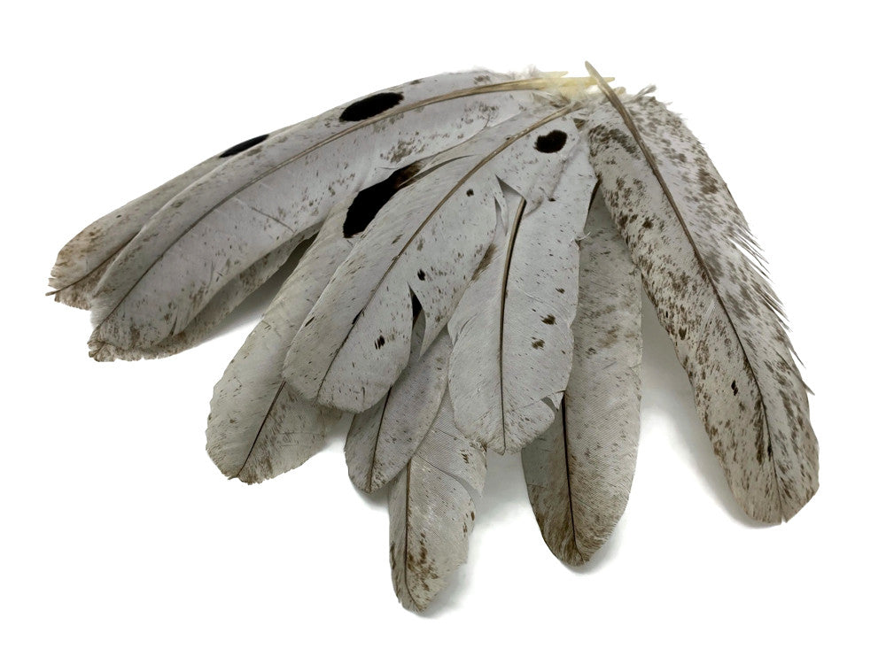 4 Pieces - Slate Gray Wild Turkey Rounds Secondary Wing Quill Feathers