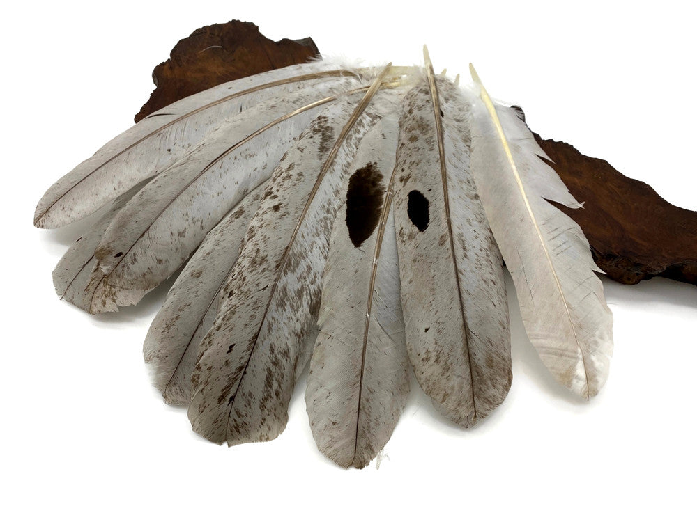 4 Pieces - Slate Gray Wild Turkey Rounds Secondary Wing Quill Feathers