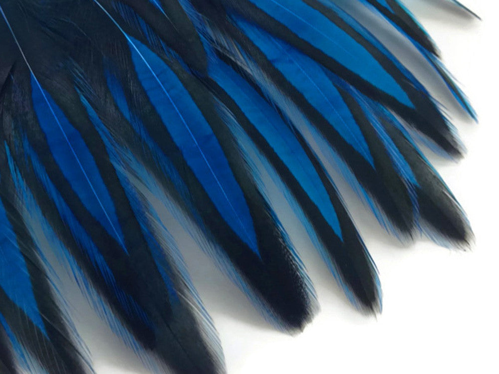 1 Dozen - Kingfisher Blue Whiting Farms BLW Laced Hen Cape Loose Feathers