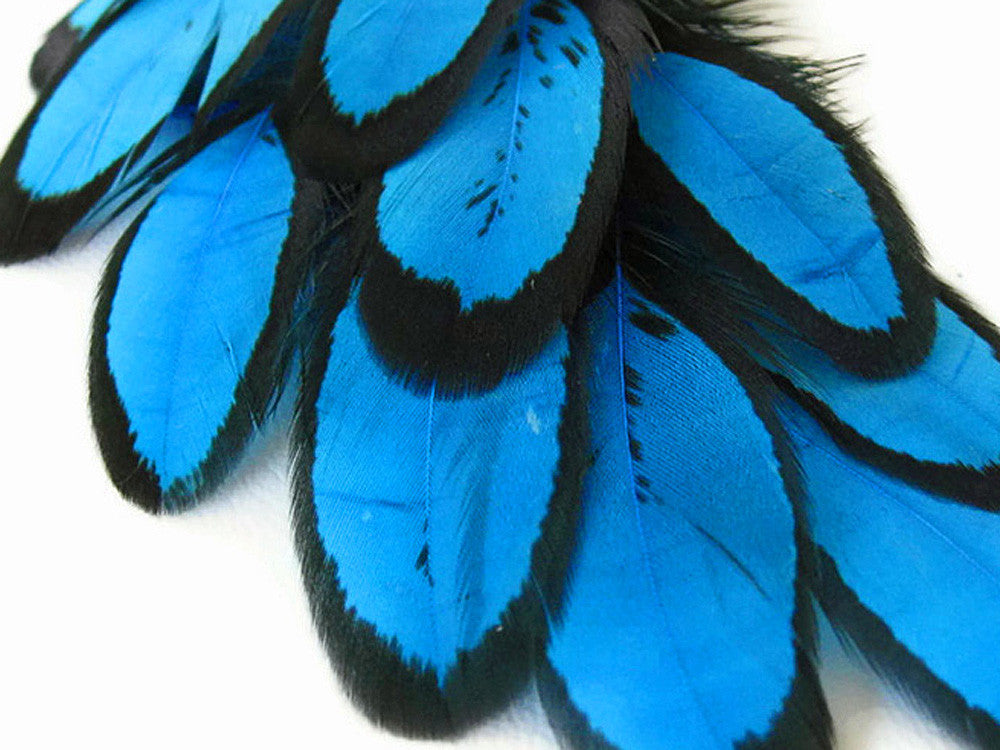 1 Dozen - Turquoise Blue Whiting Farms Laced Hen Saddle Feathers