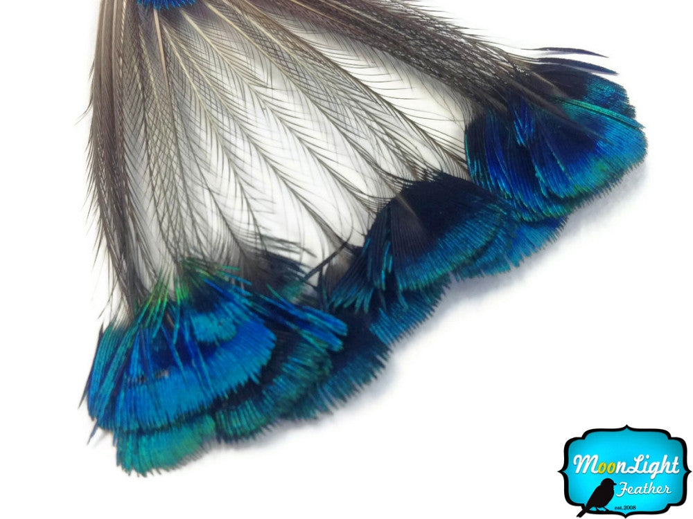 1 Bunch - Blue Iridescent Peacock Whole Crown / Corona Feather