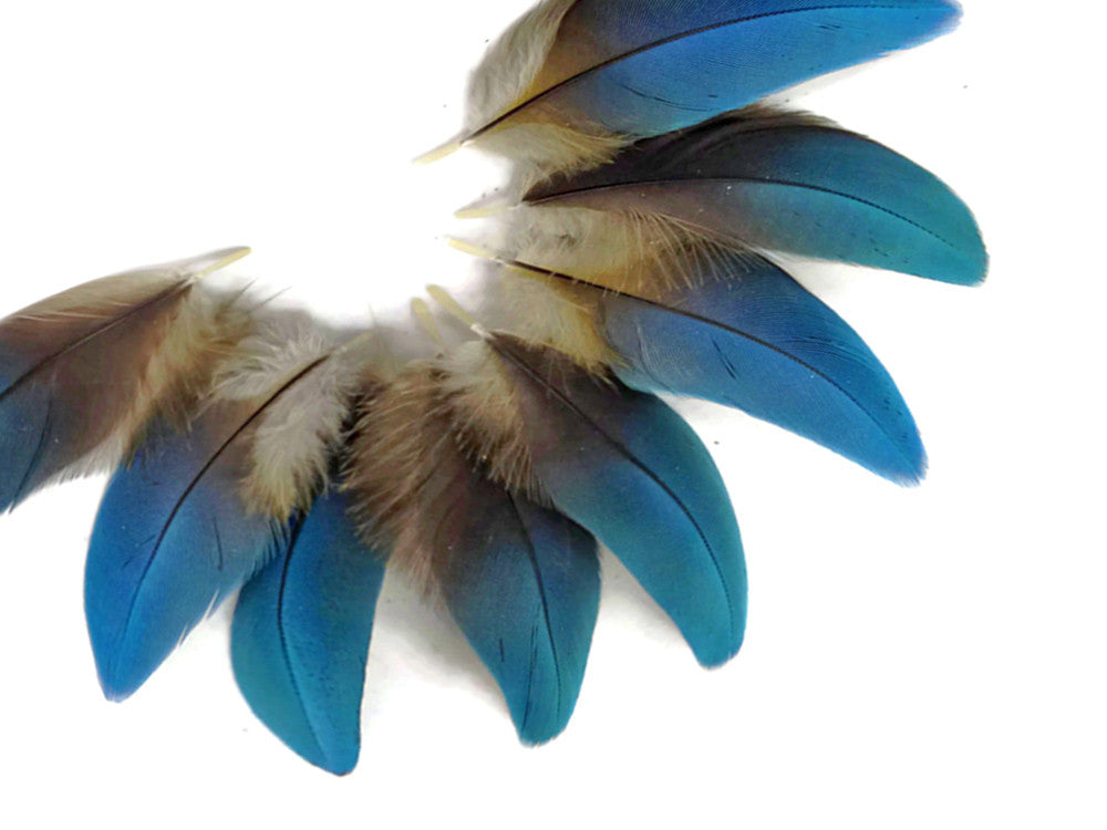 6 Pieces - Small Natural Blue Scarlet Macaw Plumage Body Feathers - Rare-