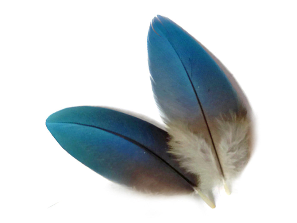 6 Pieces - Small Natural Blue Scarlet Macaw Plumage Body Feathers - Rare-