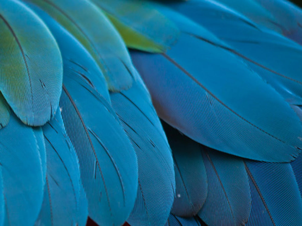 6 Pieces - Small Natural Blue Scarlet Macaw Plumage Body Feathers - Rare-
