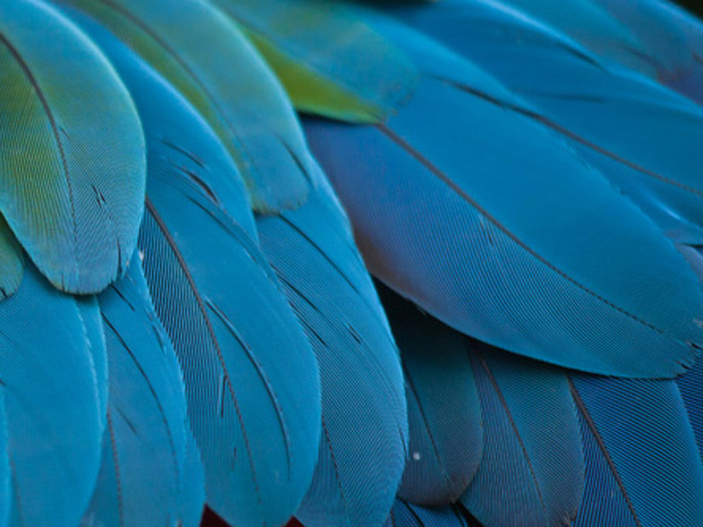 6 Pieces - Small Natural Blue Scarlet Macaw Plumage Body Feathers - Rare-