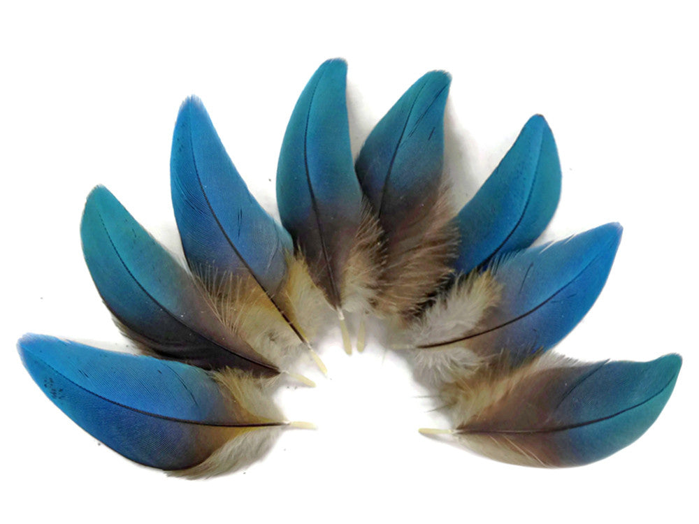 6 Pieces - Small Natural Blue Scarlet Macaw Plumage Body Feathers - Rare-