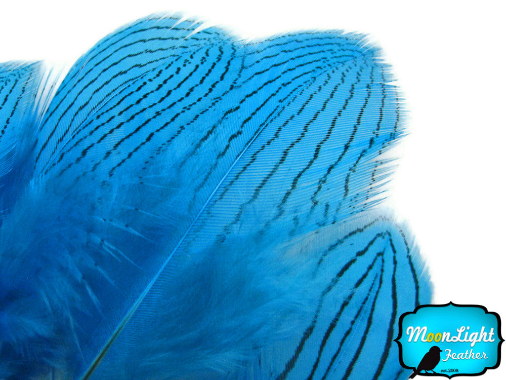 1 Dozen - Blue Silver Pheasant Feathers