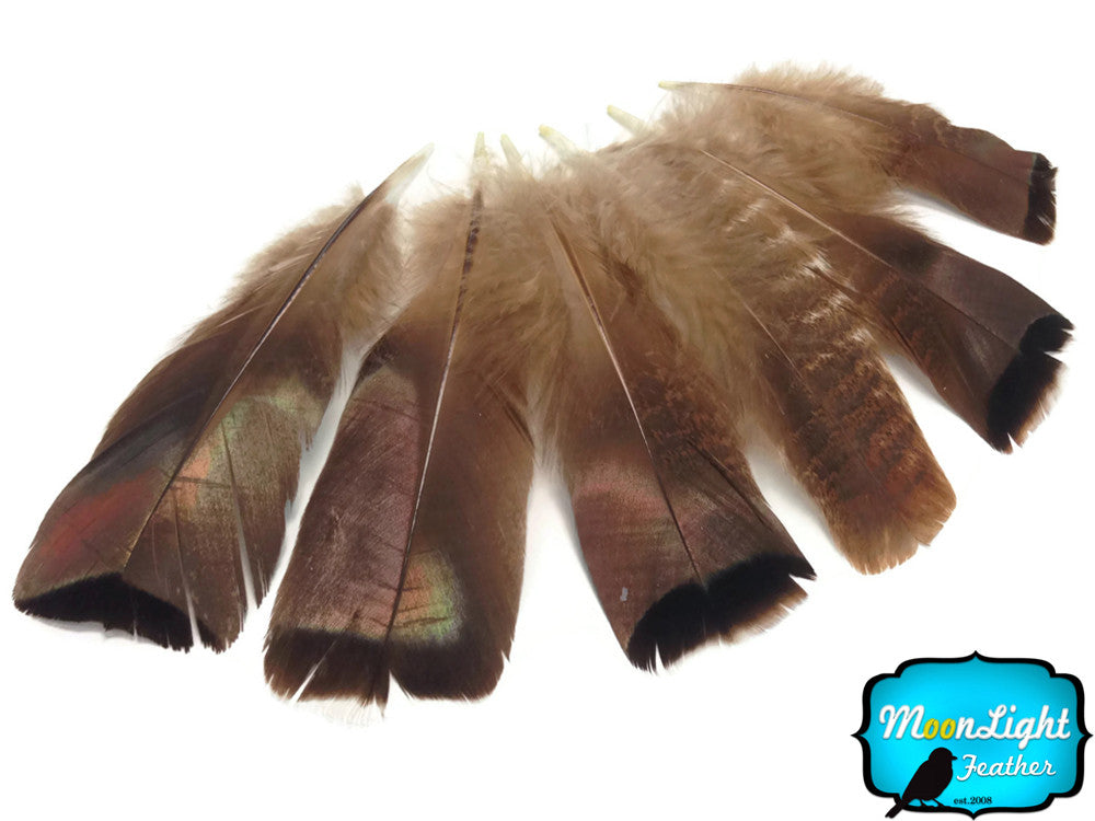 5 Pieces - Natural Bronze Wild Turkey Mini Tail Feathers