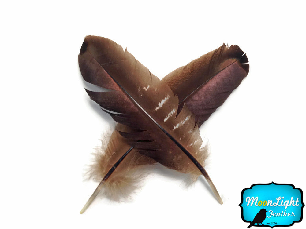 10 Pieces - Brown  Bronze Wild Turkey Wing Quill Feathers