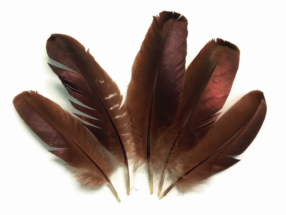 10 Pieces - Brown  Bronze Wild Turkey Wing Quill Feathers