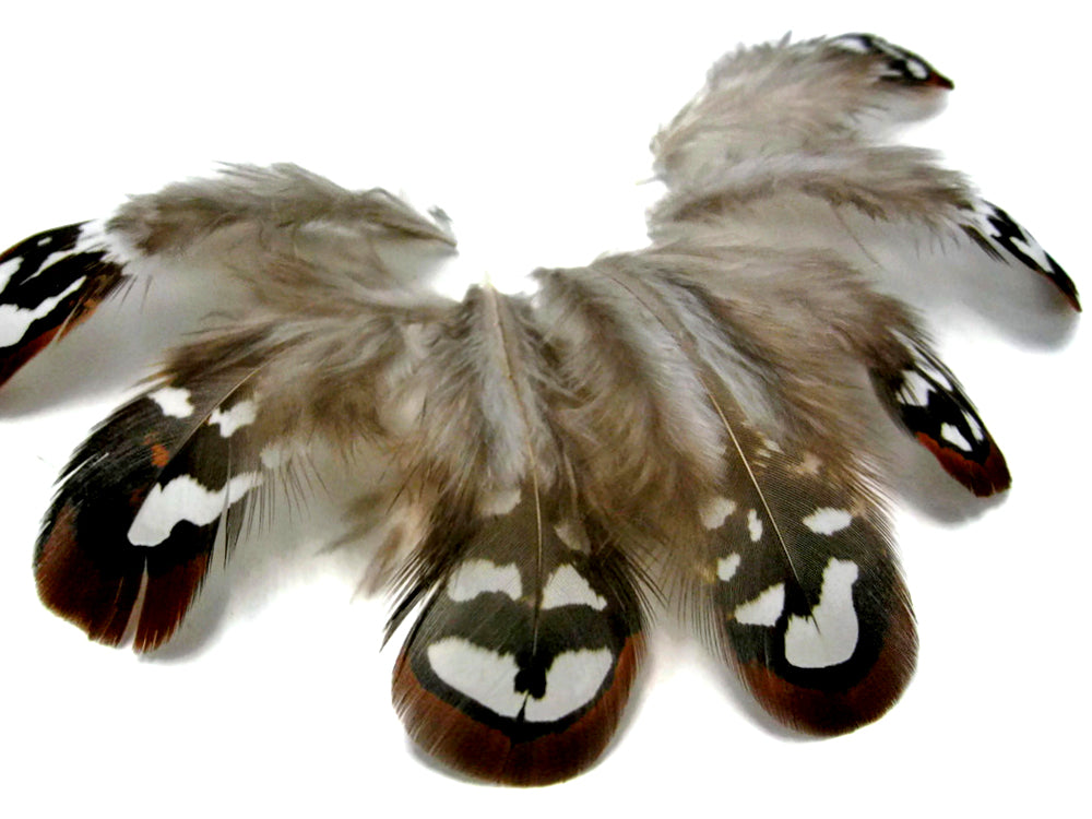 10 Pieces - Brown Reeves Venery Pheasant Plumage Loose Feathers