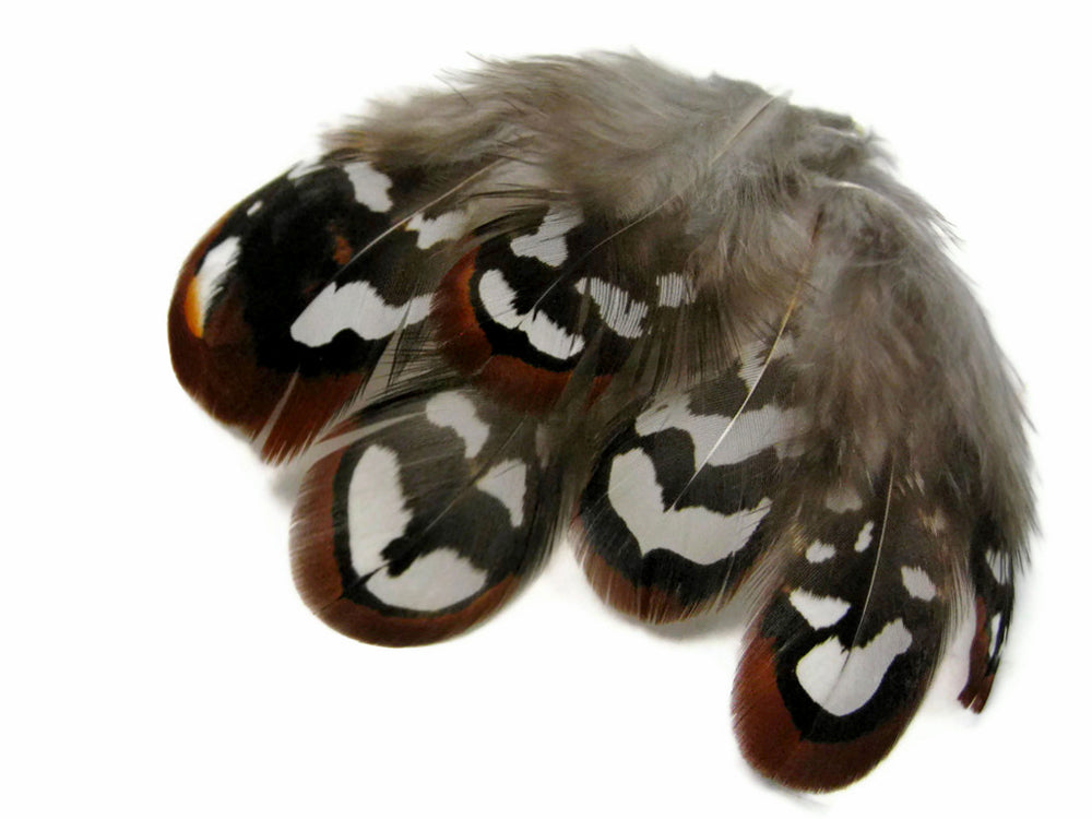10 Pieces - Brown Reeves Venery Pheasant Plumage Loose Feathers
