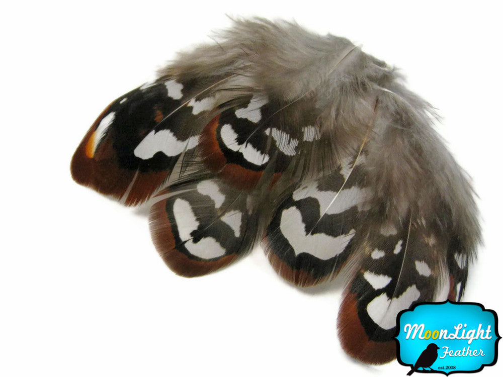 10 Pieces - Brown Reeves Venery Pheasant Plumage Loose Feathers