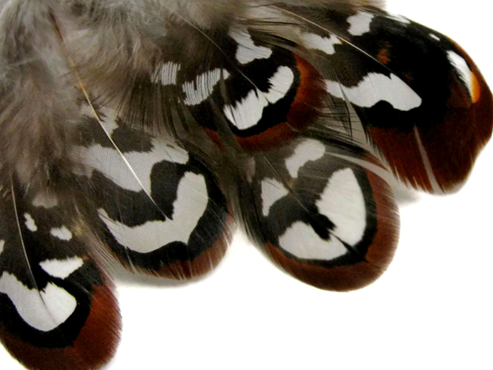 10 Pieces - Brown Reeves Venery Pheasant Plumage Loose Feathers