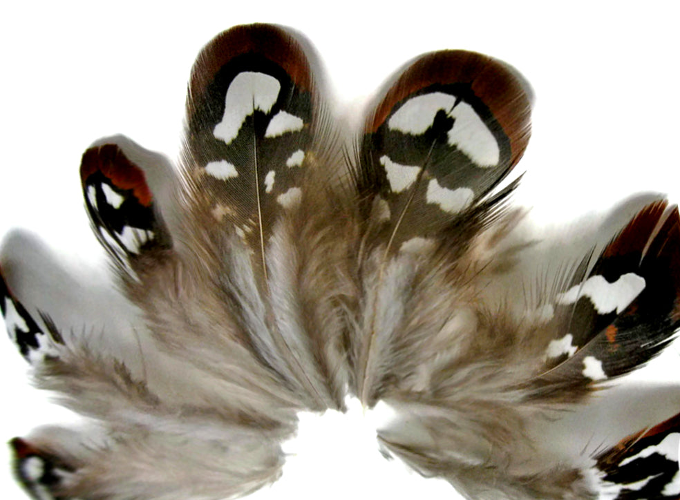 10 Pieces - Brown Reeves Venery Pheasant Plumage Loose Feathers