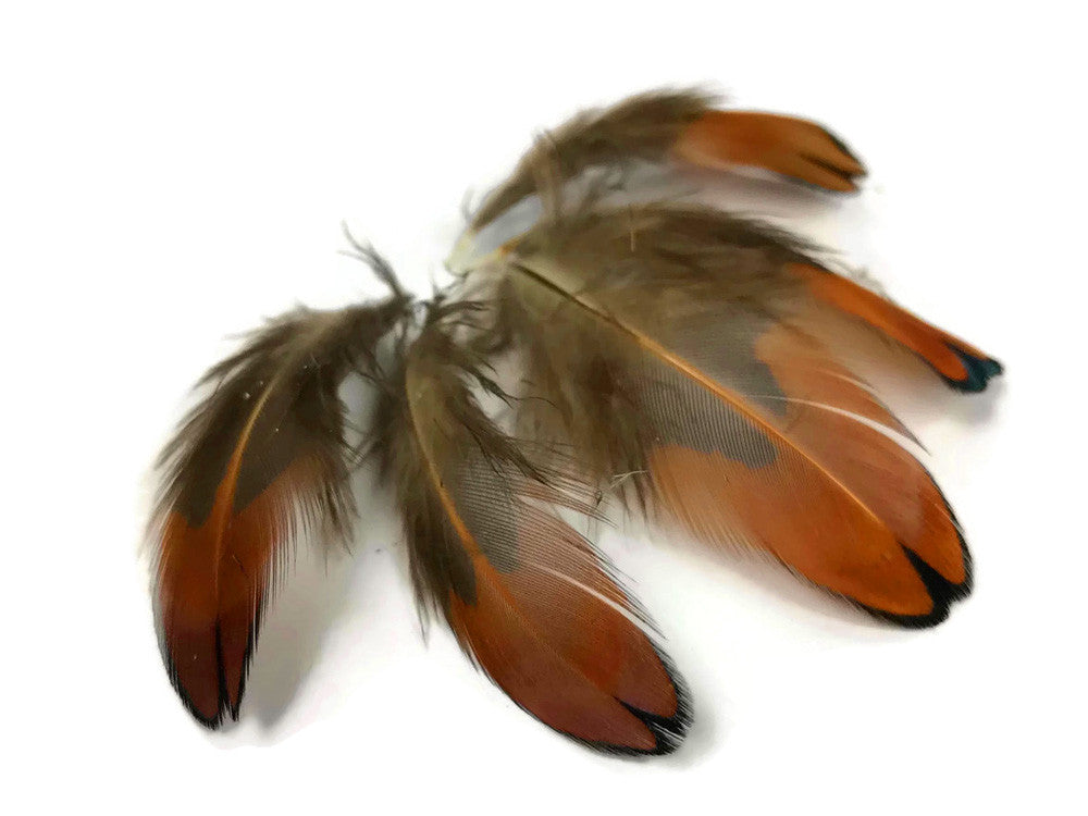 1/4 Lbs - Laced Heart Ringneck Pheasant Plumage Wholesale Feathers (Bulk)