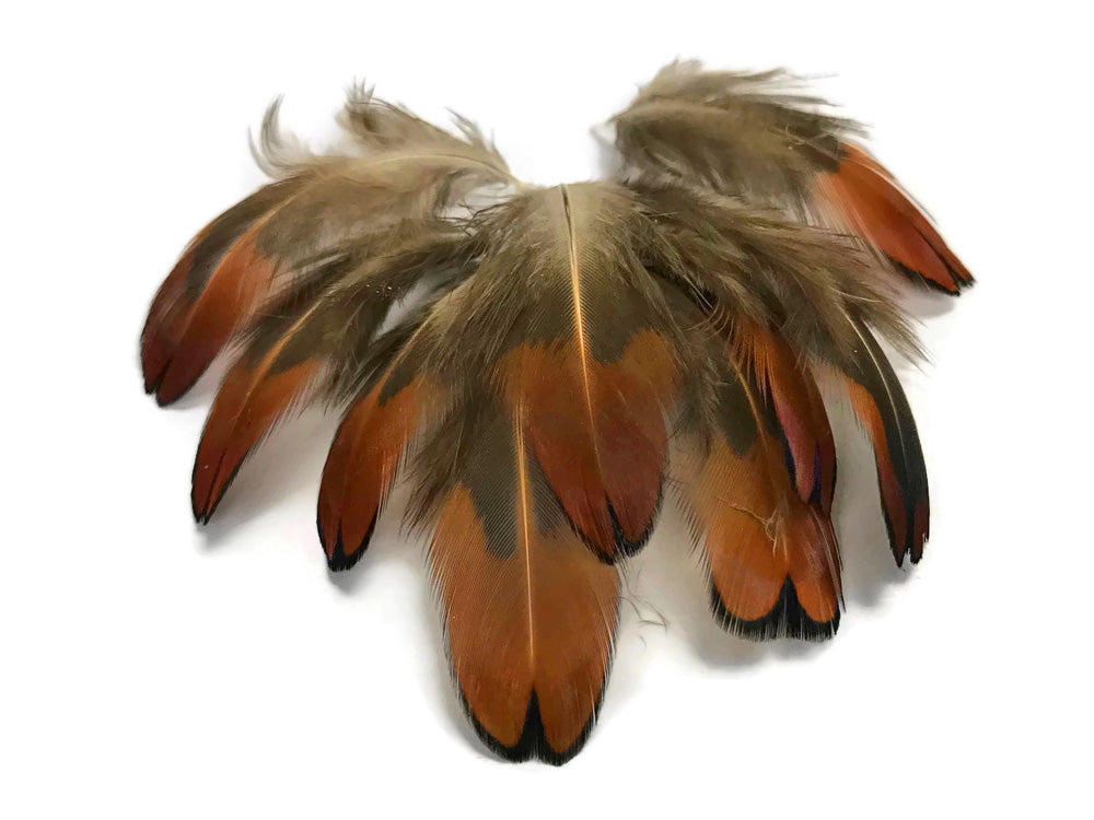 1 Pack - Laced Heart Ringneck Pheasant Plumage Feathers 0.10 Oz.