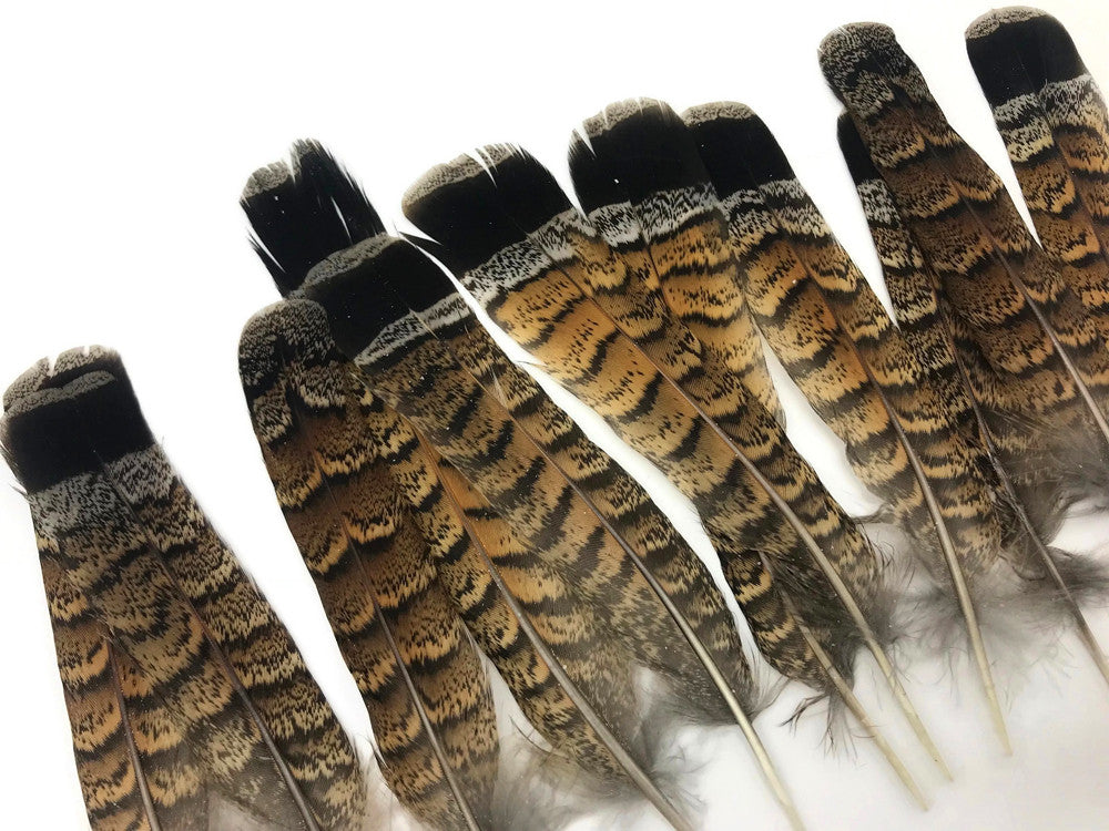 5 Pieces - Brown and Black Ruffed Grouse Tail Feathers