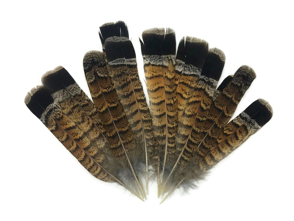 5 Pieces - Brown and Black Ruffed Grouse Tail Feathers